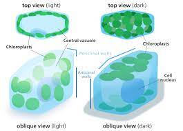 This means that they can make their own proteins and contain all of the biological machinery. Chloroplast Wikipedia