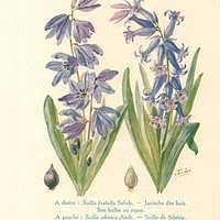 Image result for Dissotis irvingiana