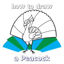 Should you want to give your time to learn how to draw a peacock bird, just go through the steps. How To Draw Peacock