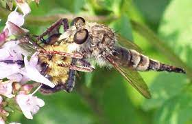 Worker bees drink the nectar and store it in a. Robber Fly Eats Bee What S That Bug