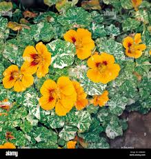 Image result for Tropaeolaceae