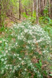 Image result for Asparagus macowanii