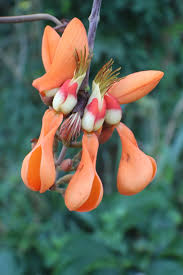 Image result for Erythrina fusca