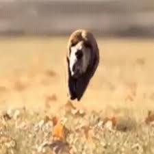 Tap to play or pause gif. My Mom S Coming Up To Spend The Day And I Just Started Having A Major Anxiety Attack And Don T Know What To Do With Myself So Here S A Fat Dog Running