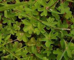 Image result for Alchemilla kiwuensis