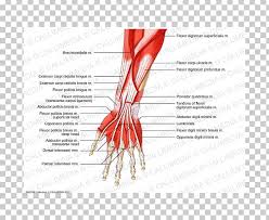It starts from the medial epicondyle and inserts into a tendon (just below the insertion of the supinator). Anterior Compartment Of The Forearm Muscle Muscular System Anatomy Png Clipart Anatomy Arm Cor Diagram Elbow
