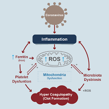 Laut einem paper, das zwei ärzte am unispital lausanne publiziert haben, könnte es sich dabei um eine erfolgreiche. Programmed Cell Death Review And Its Impact In Covid 19