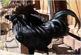 Mengenal Ayam Cemani Si Hitam Seharga Rp 40 Juta