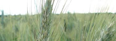 Florist in overland park, kansas. All Obituaries Overland Park Chapel Overland Park Ks 66204