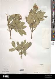 Image result for Schrebera