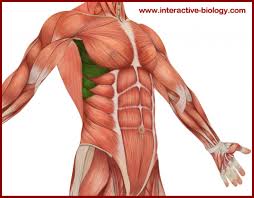 11 muscles that fill the outer portions of the rib interspaces. The Thor Challenge