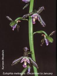 Image result for Eulophia coeloglossa