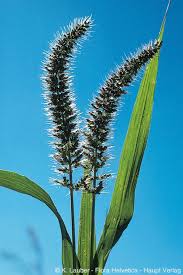 Image result for Setaria verticillata