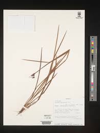 Image result for Aristea angolensis