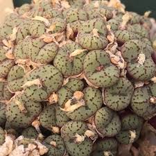 Image result for Conostomium