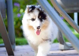 Sudden Blindness In Dogs Sards Or Cushing S Disease