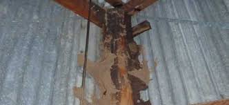 Delmhorst instrument company offers moisture meter packages specifically manufactured to meet the needs of inspectors. Building And Pest Inspections Mackay Absolute Building Pest Services