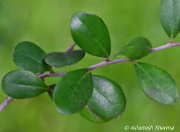 Image result for Diospyros ferrea