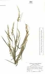 Image result for Setaria kagerensis
