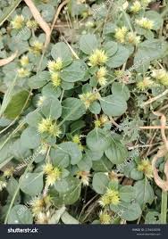 Image result for Alternanthera pungens