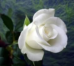 Significato rose bianche - regalare piante - significato rose bianche