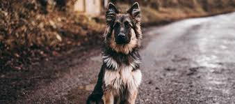 German shepherd puppies in pakistan. A Perfect Guide To Keep Your German Shepherd Puppy With A Good Care In Pakistan