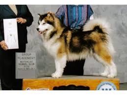 Will be dewormed, 1st vaccines, microchipped, and non breeding ckc registered. Alaskan Malamute Puppies For Sale