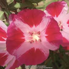 Godetia Clarkia Amoena Garden Org Chinese godetia amoena flower seedslatin name: godetia clarkia amoena garden org