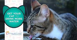 The clinic provides physical examination and vaccination solutions. Pets And Vets Lajpat Nagar The Y Guide