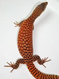 Though these are the best dog breeds for apartments, most dogs can learn to live in an apartment with enough exercise and the right training. Red Ackie Monitor Reptiles And Amphibians Monitor Lizard Reptiles Pet