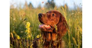 Image result for irský setr