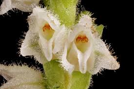 Image result for Goodyera