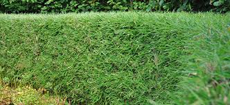 In terms of colour, black bamboo is a very popular type in australia, however the golden yellow of other species can add much needed color in winter. Bamboozled How To Happily Grow Bamboo Flower Power