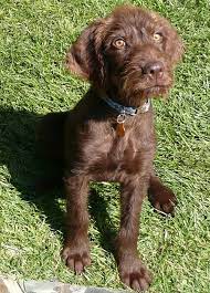 All pups have been wormed, have had their dew claws removed, and h… Pudelpointer Info Temperament Puppies Pictures