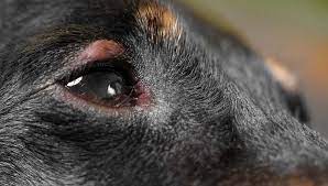 Dog Eye Allergies Symptoms Causes And Treatments Home Remedies