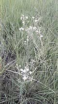 Image result for Tricliceras longepedunculatum
