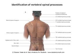In anatomy, the neck is also called by its latin names, cervix or collum, although when used alone, in context, the word cervix more often refers to the word neck is sometimes used as a convenience to refer to the region behind the head in some snails, gastropod mollusks, even though there is no clear. Regional Anatomy Of The Back Ppt Video Online Download