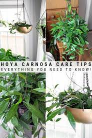 Pin On Houseplant Care And Tips