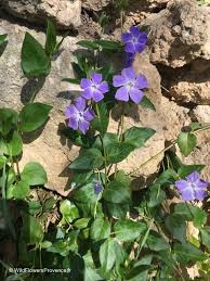 Image result for Vinca major