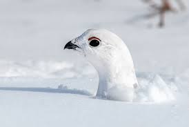Nov 27, 2017 · snowbirds are so prominent in this region that there's a name for them: How Birds Stay Warm When The Weather Turns Cold Birdwatching