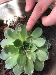Check spelling or type a new query. New To Plants Pretty Sure This Is A Sempervivum Noticed These Brown Spots A Week Ago Is There Something Eating It Or Is It The Horrible Rot That I Ve Been Reading