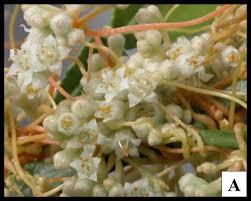 Image result for Cuscuta cassytoides