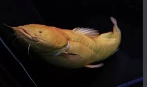 Image result for Ypsilopus liae