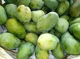 16.000/kg di indomaret plus rate : Bibit Tanaman Buah Mangga Arum Manis Higaragro
