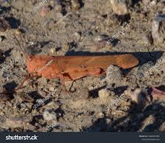 Image result for Dissotis peregrina