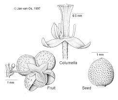 Image result for Micrococca capensis