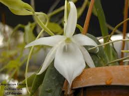 Image result for Platycoryne pervillei