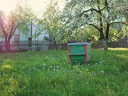 Die bienenzucht hat immer mehr fans und ich habe mitbekommen, dass viele betrachten hühner als den einstieg in die tierhaltung im garten und sind nun auch begeisterte imker geworden! Warum Bienen Im Garten Sinnvoll Sind Plantura