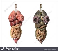 Huge collection, amazing choice, 100+ million high quality, affordable rf … Comparison Between Healthy And Unhealthy Organs Of Woman Illustration
