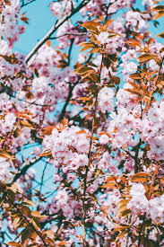 Our floral wallpaper app is the best for you. Best Ios 14 Wallpaper Ideas For Your Home Screen Aesthetic Popsugar Tech